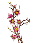 LEGO Magnolia Branches